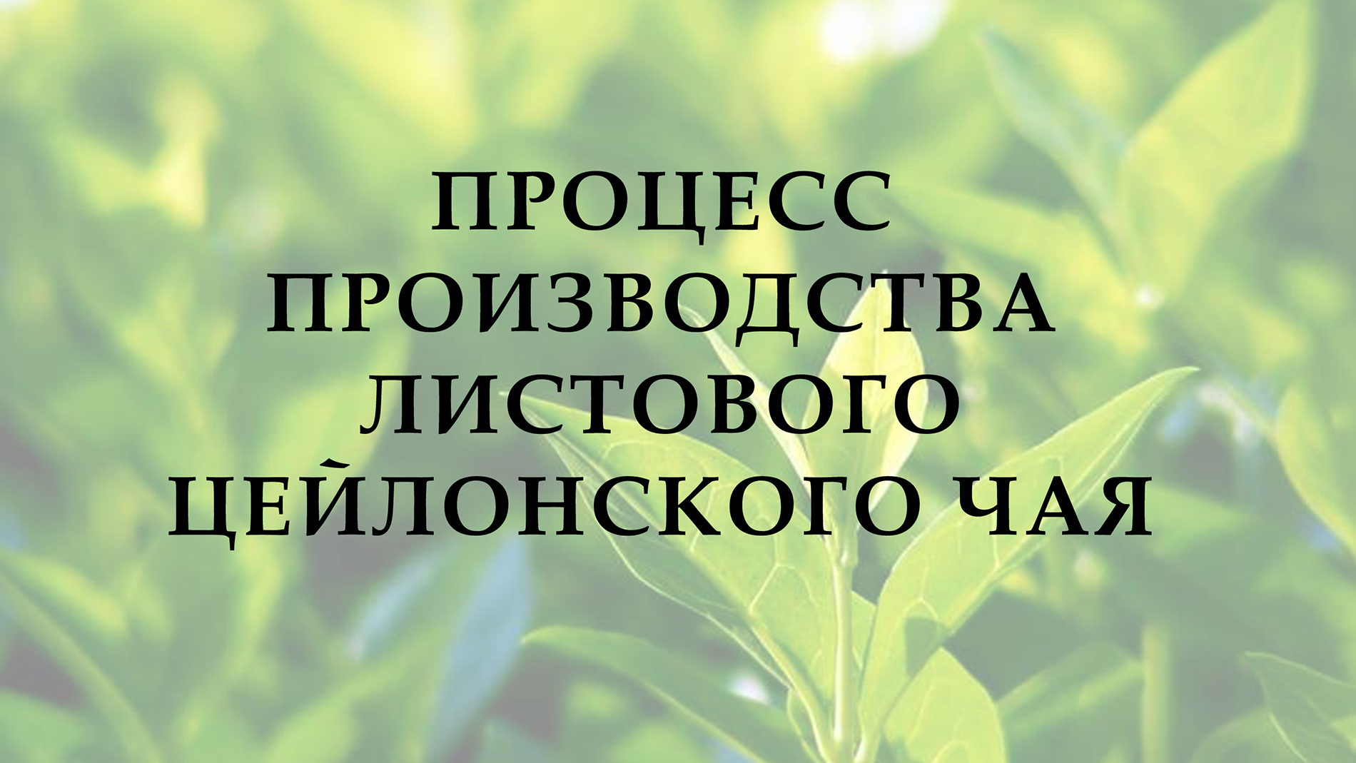 Наша коллекция чая способна разбудить в Вас лучшие чувства.