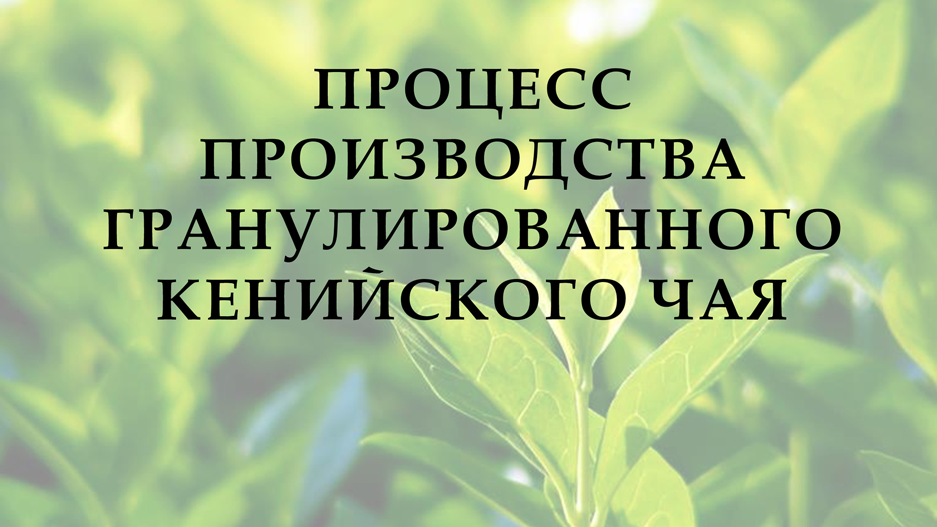 Наша коллекция чая способна разбудить в Вас лучшие чувства.